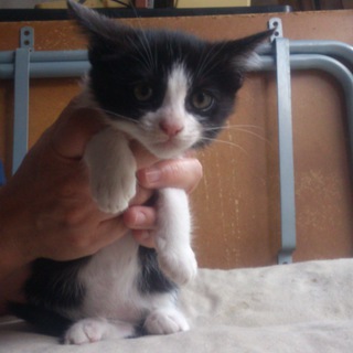 静岡市より里親様募集3