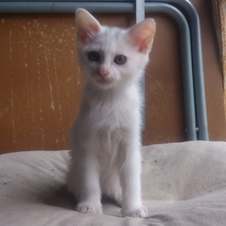 静岡市より里親様募集4