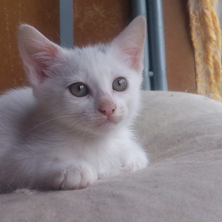 静岡市より里親様募集5