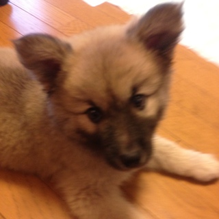 ありがとうございます