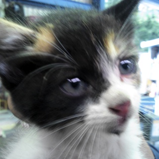 子猫の里親募集