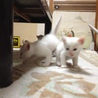 白の子猫再募集です。 サムネイル2