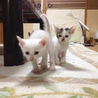 白の子猫再募集です。 サムネイル3