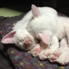 白の子猫再募集です。 サムネイル4
