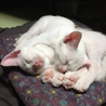 白の子猫再募集です。 サムネイル5