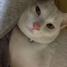 白の子猫再募集です。 サムネイル7