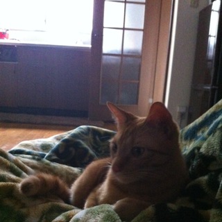 超懐っこい茶トラの男の子