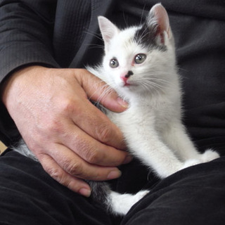 助けてください!!家族になってくる方探してます!!