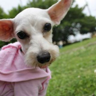 Mシュナ×パピヨン・推定3歳の女の子!