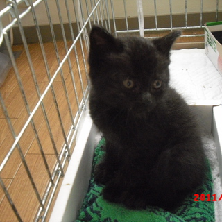 里親が決まりました。ありがとうございました。