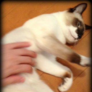 保護した猫の里親さん募集