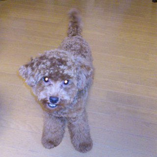 とてもいい子です！