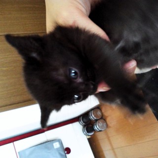 子猫の里親募集します！