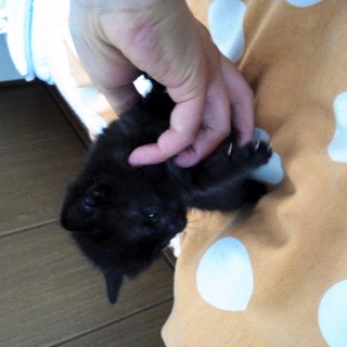 子猫の里親募集します！