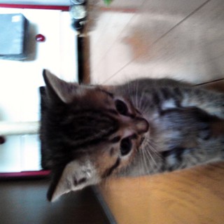 子猫の里親募集します！