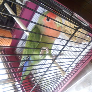 手乗りコザクラの里親募集！