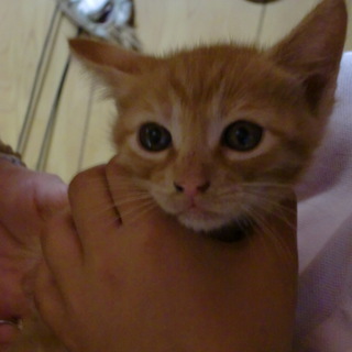 よろしくお願いします