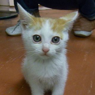 神戸の仔猫ちゃんです！