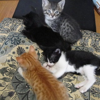 子猫５匹の里親募集中