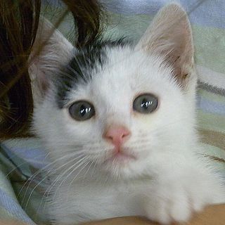 神戸の仔猫ちゃんです！