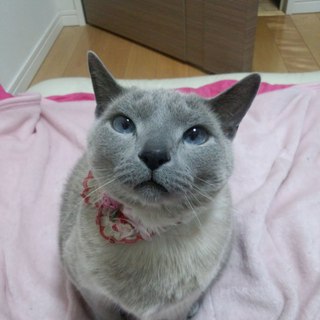 5歳のロシアンブルーの里親さん募集