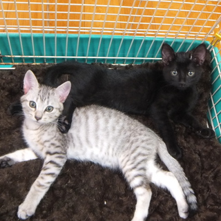 大阪生まれ里親募集決まりました