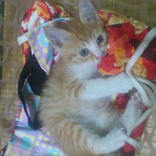 子猫を育ててくれる方募集です☆