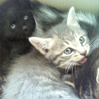 子猫の里親さん募集中