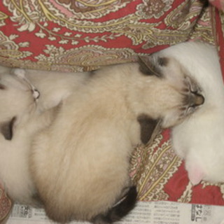 超美形シャム雑種