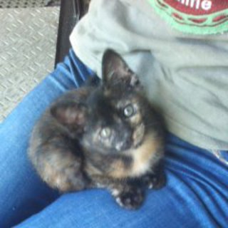 可愛がってください