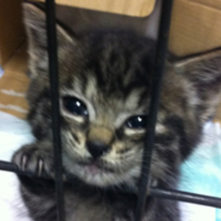 わんぱくなチャオ