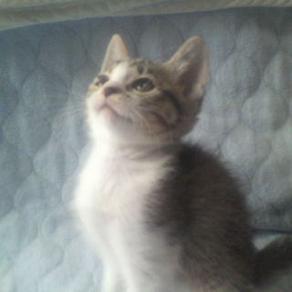 このコ達の　お父さんお母さん募集します