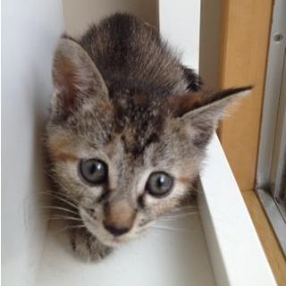 【里親募集】生後1～２ヶ月