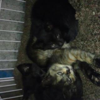 ありがとうございました。