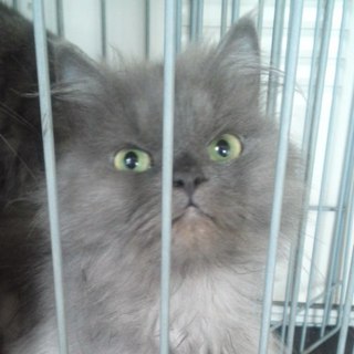 ふわふわな女の子