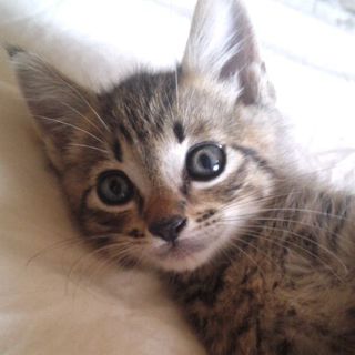 かわいい子猫くん