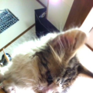 甘えん坊のかわいいにゃんこです