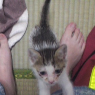 【埼玉県】生後一ヶ月の男の子里親募集！