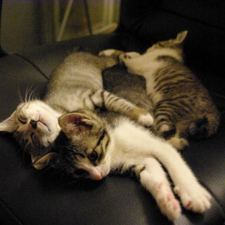 自宅で面倒をみることにしました