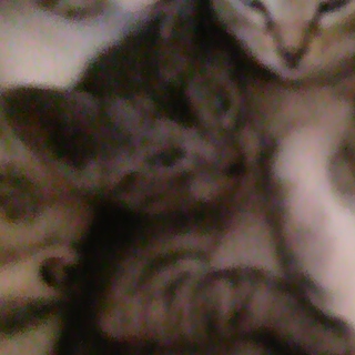 ３匹の子猫が生まれました