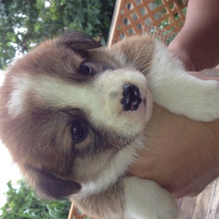 3匹の仔犬が生まれました