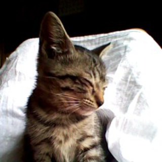 生まれてまだ2か月のオス&amp;メス