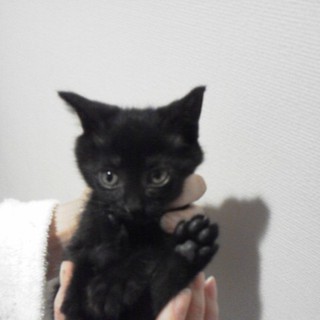 生後2ヶ月の黒猫ちゃん