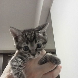 リスみたいなシマ猫ちゃん