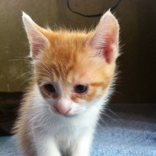 子猫　４匹　里親募集