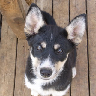 仔犬を飼っていただける方求む