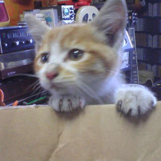 可愛がってくれる方お願いします。