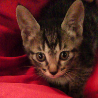 元気いっぱいの仔猫ちゃんです！