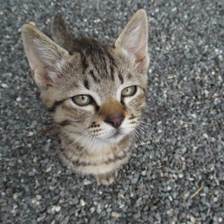 こねこ　もらってください。