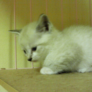 お陰様で里親様決定致しました。